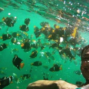 Snorkel