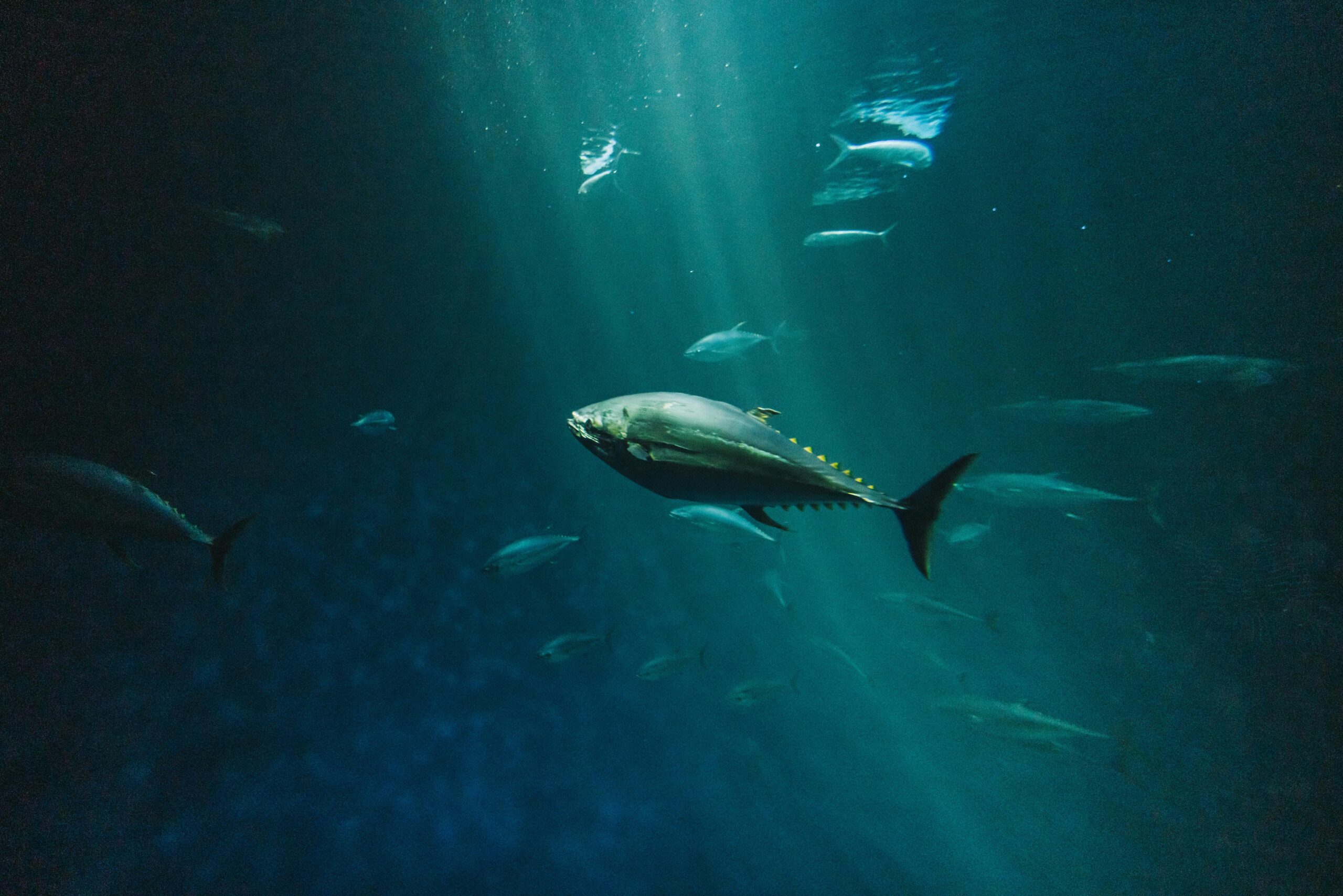 A bluefin tuna swimming gracefully in the deep sea captured with artistic underwater photography.