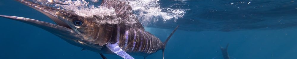 marlin, swordfish, ocean, marine, underwater, animal, wildlife, aquatic, mexico