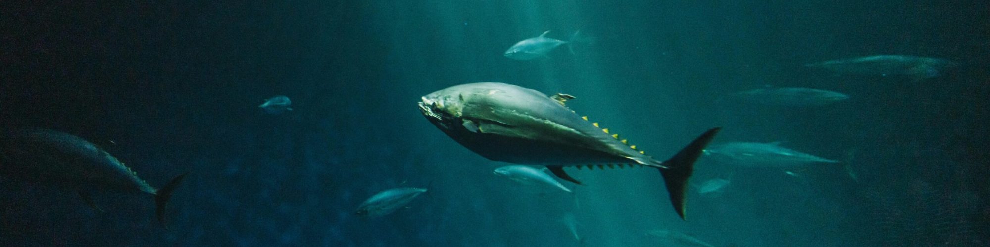 A bluefin tuna swimming gracefully in the deep sea captured with artistic underwater photography.